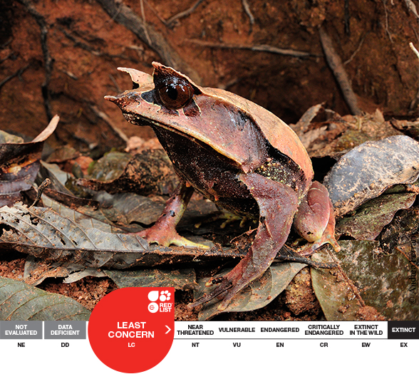 long nosed horned frog essential facts about its habitat, diet, and life cycle (2)