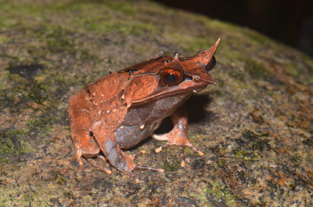 long nosed horned frog essential facts about its habitat, diet, and life cycle (3)