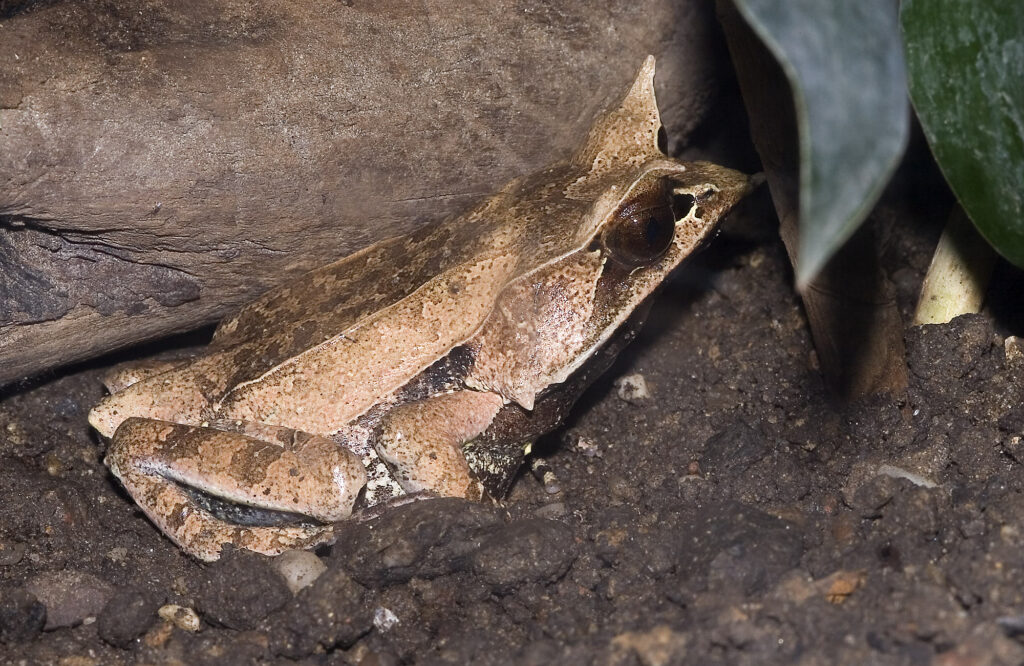 long nosed horned frog essential facts about its habitat, diet, and life cycle (4)