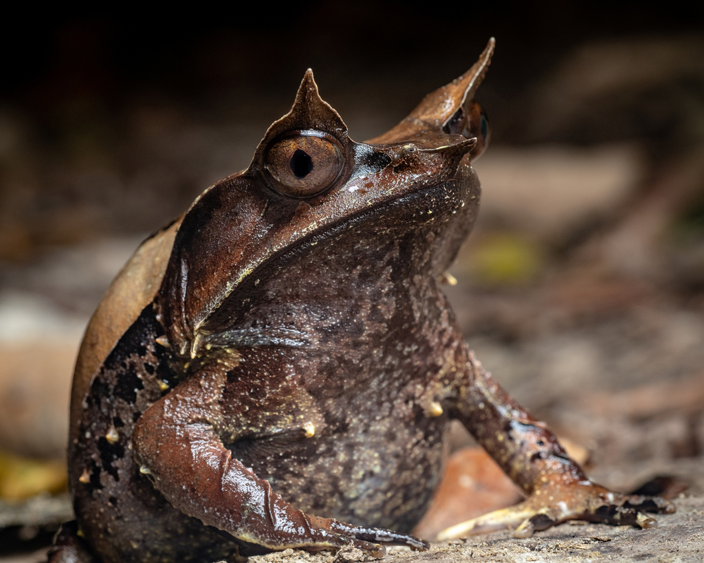 long nosed horned frog essential facts about its habitat, diet, and life cycle (5)