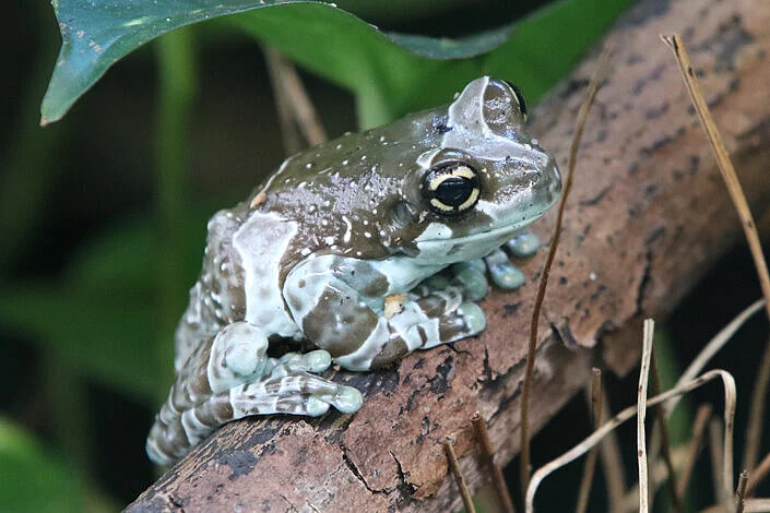 mission golden eyed tree frog facts habitat, diet, and life cycle explained (1)