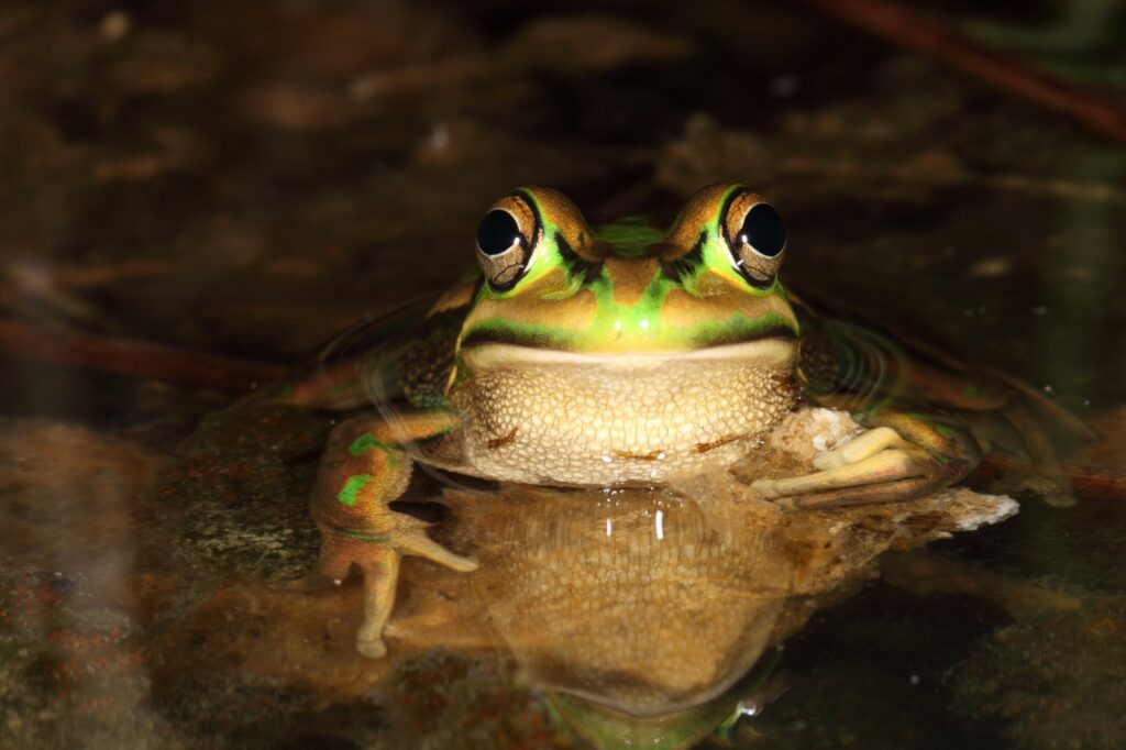 the green and golden bell frog essential facts about its habitat and life cycle (1)