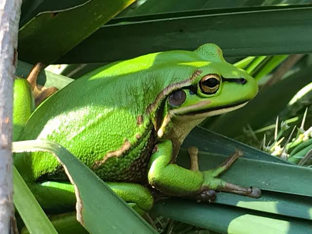 the green and golden bell frog essential facts about its habitat and life cycle (2)