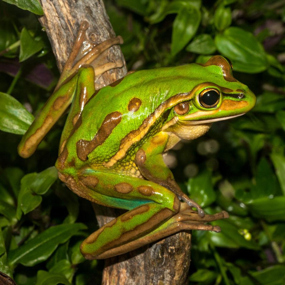 the green and golden bell frog essential facts about its habitat and life cycle (3)