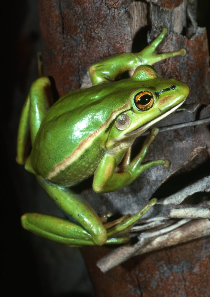 the green and golden bell frog essential facts about its habitat and life cycle (4)