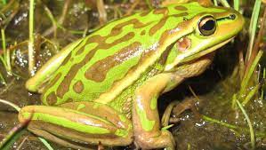 the green and golden bell frog essential facts about its habitat and life cycle (5)