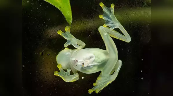 the variety of frogs (10)