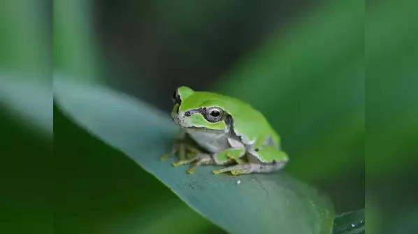 the variety of frogs (5)