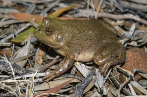 the water holding frog fascinating facts about its habitat and diet (1)