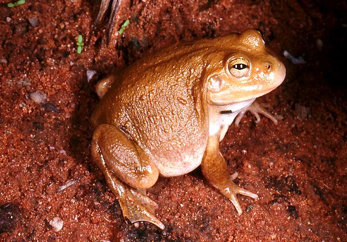 the water holding frog fascinating facts about its habitat and diet (1)