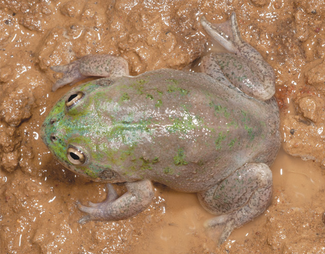 the water holding frog fascinating facts about its habitat and diet (1)