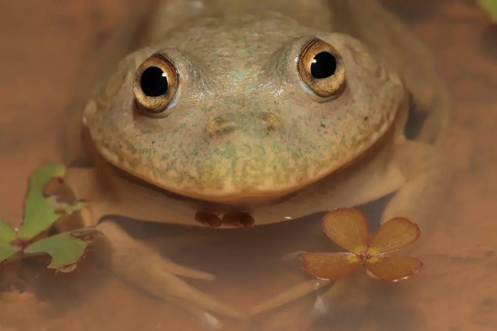 the water holding frog fascinating facts about its habitat and diet (2)