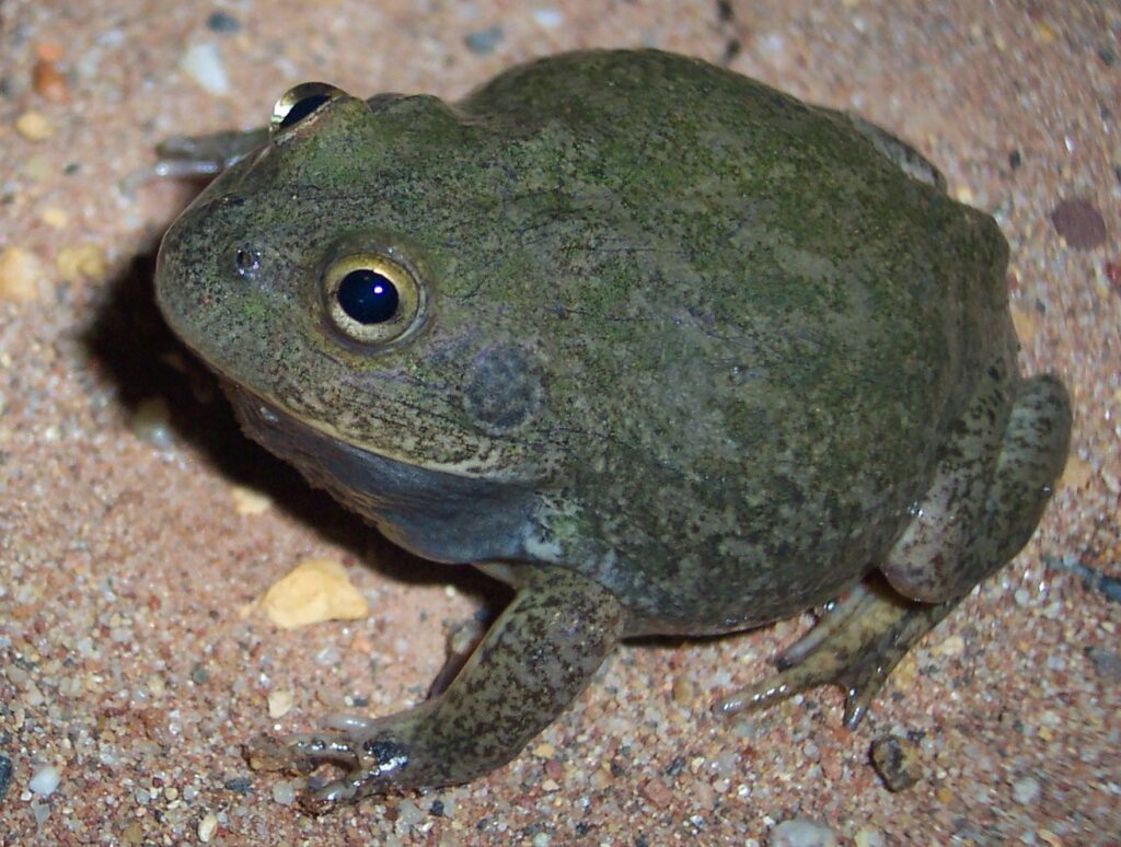 the water holding frog fascinating facts about its habitat and diet (2)