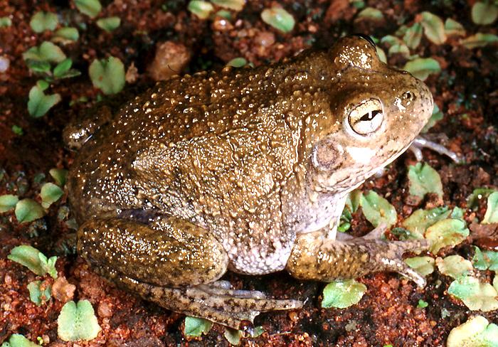 the water holding frog fascinating facts about its habitat and diet (2)