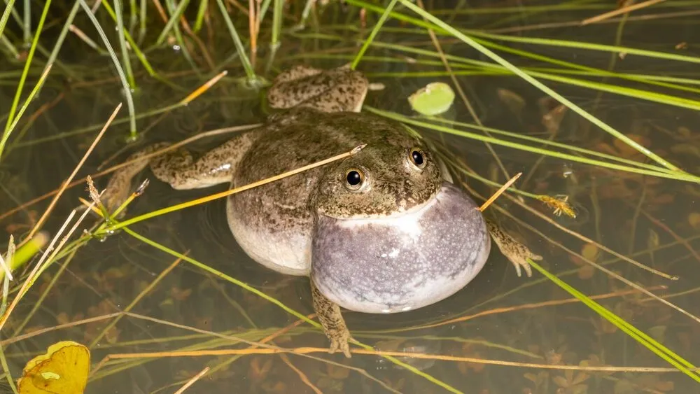 the water holding frog fascinating facts about its habitat and diet (3)